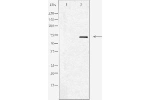 Western blot analysis of extracts from HepG2 cells, using Adrenergic Receptor α-2C antibody. (ADRA2C antibody  (Internal Region))