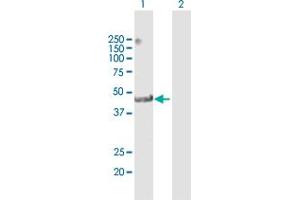Western Blot analysis of TRIM14 expression in transfected 293T cell line by TRIM14 MaxPab polyclonal antibody. (TRIM14 antibody  (AA 1-442))