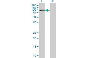 Western Blot analysis of NKRF expression in transfected 293T cell line by NKRF MaxPab polyclonal antibody.