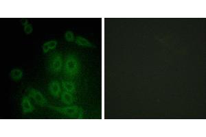 Peptide - +Immunofluorescence analysis of A549 cells, using FXR2 antibody. (FXR2 antibody  (Internal Region))