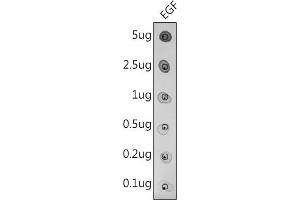 Dot-blot analysis of purified mature EGF using EGF antibody(ABIN3016521, ABIN3016522, ABIN3016523 and ABIN6219771)at 1:500 dilution. (EGF antibody)