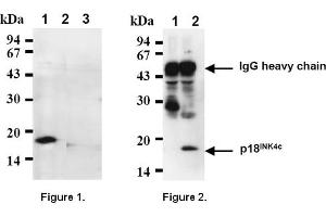 Western Blotting (WB) image for anti-Cyclin-Dependent Kinase Inhibitor 2C (p18, Inhibits CDK4) (CDKN2C) antibody (ABIN487307) (CDKN2C antibody)