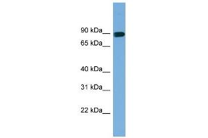 WB Suggested Anti-AFAP1 Antibody Titration: 0. (AFAP antibody  (Middle Region))