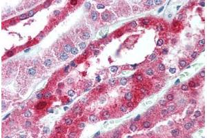 Human Kidney (formalin-fixed, paraffin-embedded) stained with OCLN antibody ABIN305888 at 2. (Occludin antibody  (C-Term))