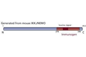 Image no. 3 for anti-Inhibitor of kappa Light Polypeptide Gene Enhancer in B-Cells, Kinase gamma (IKBKG) (AA 278-396) antibody (ABIN968464) (IKBKG antibody  (AA 278-396))