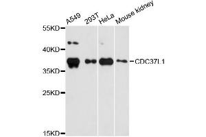 Western blot analysis of extracts of various cell lines, using CDC37L1 antibody (ABIN5972788) at 1:3000 dilution. (CDC37L1 antibody)