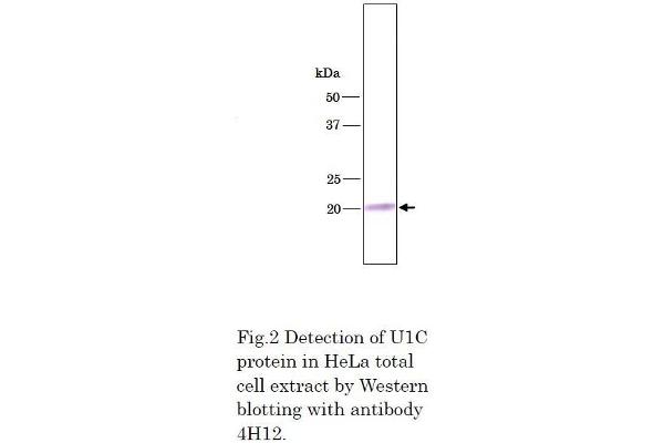 SNRPC antibody  (full length)