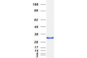 Protein Phosphatase 1, Regulatory (Inhibitor) Subunit 2 (PPP1R2) protein (Myc-DYKDDDDK Tag)