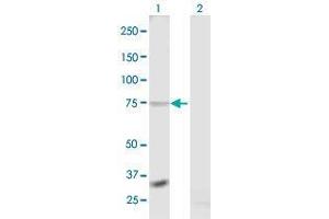 Western Blot analysis of RXFP1 expression in transfected 293T cell line by RXFP1 MaxPab polyclonal antibody. (RXFP1 antibody  (AA 1-757))