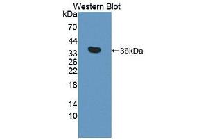 Western blot analysis of the recombinant protein. (TIE1 antibody  (AA 835-1134))