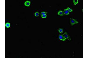 Immunofluorescent analysis of HepG2 cells using ABIN7158122 at dilution of 1:100 and Alexa Fluor 488-congugated AffiniPure Goat Anti-Rabbit IgG(H+L) (FLRT3 antibody  (AA 209-264))