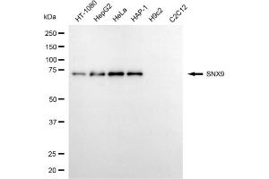 Western blotting analysis using SNX9 antibody (ABIN7800412).