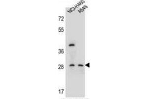 Western blot analysis in NCI-H460,A549 cell line lysates (35ug/lane) using SPATS1  Antibody .