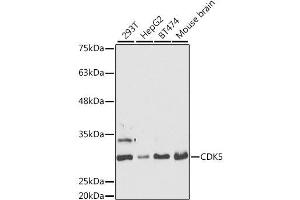 Western blot analysis of extracts of various cell lines, using CDK5 antibody. (CDK5 antibody  (AA 1-292))