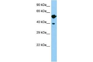 Host: Rabbit Target Name: Wnt8b Sample Type: Mouse Testis lysates Antibody Dilution: 1. (WNT8B antibody  (C-Term))