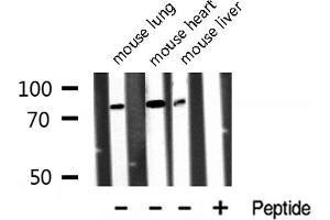 Western blot analysis of Annexin A6 expression in various lysates. (ANXA6 antibody  (N-Term))
