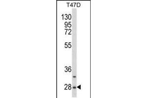 Western blot analysis of SNRPB Antibody (N-term R49) in T47D cell line lysates (35ug/lane) (SNRPB antibody  (N-Term))
