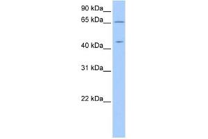 ZPLD1 antibody used at 1 ug/ml to detect target protein. (ZPLD1 antibody  (C-Term))