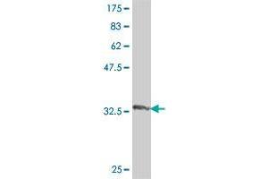 Western Blot detection against Immunogen (34. (Relaxin 3 Receptor 1 antibody  (AA 1-80))