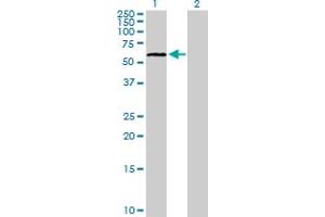 Western Blot analysis of ELL3 expression in transfected 293T cell line by ELL3 MaxPab polyclonal antibody.