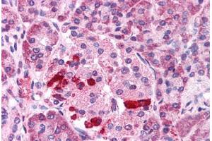 Anti-TRPM4 antibody  ABIN1049434 IHC staining of human pancreas, islet. (TRPM4 antibody  (C-Term))