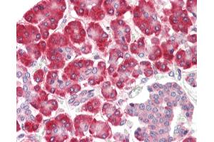 Anti-SGSM1 antibody IHC staining of human pancreas. (SGSM1 antibody  (Internal Region))