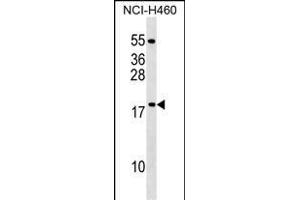 MRPL54 Antibody (Center) (ABIN1538545 and ABIN2849272) western blot analysis in NCI- cell line lysates (35 μg/lane). (MRPL54 antibody  (AA 64-92))