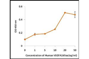 Vascular Endothelial Growth Factor (VEGF) (Active) protein