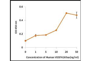 Activity Assay (AcA) image for Vascular Endothelial Growth Factor (VEGF) (Active) protein (ABIN5509395) (VEGF Protein)