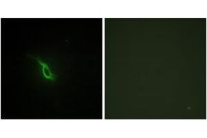 Immunofluorescence analysis of NIH-3T3 cells, using Adrenergic Receptor alpha-2A Antibody.