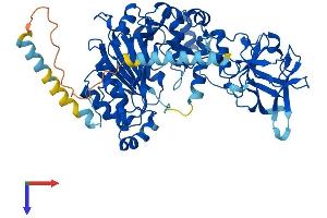 WBSCR17 Protein (AA 1-598) (His tag)