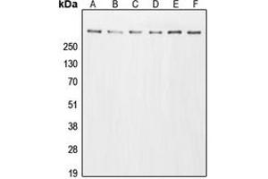 Western blot analysis of p300 expression in A431 (A), HeLa (B), HT29 (C), A549 (D), NIH3T3 (E), PC12 (F) whole cell lysates. (p300 antibody  (N-Term))