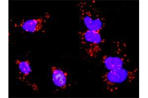 Proximity Ligation Analysis of protein-protein interactions between CRK and PDGFRA. (PDGFRA antibody  (AA 25-218))