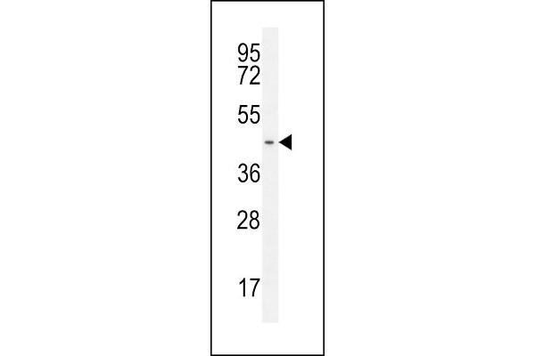 GPR142 antibody  (N-Term)