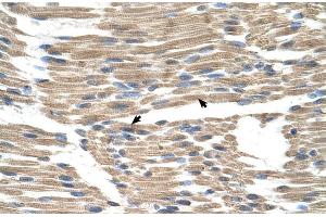 Human Muscle (GPR177/WLS antibody  (N-Term))