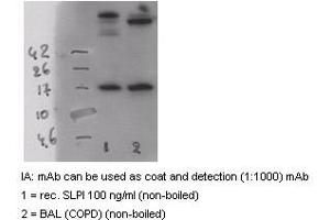 Western Blotting (WB) image for anti-Secretory Leukocyte Peptidase Inhibitor (SLPI) antibody (Biotin) (ABIN1105385) (SLPI antibody  (Biotin))