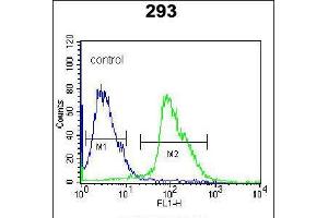 Flow cytometric analysis of 293 cells (right histogram) compared to a negative control cell (left histogram). (Kallikrein 7 antibody  (C-Term))