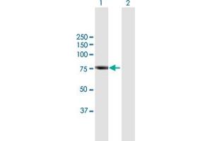 Western Blot analysis of RHPN2 expression in transfected 293T cell line by RHPN2 MaxPab polyclonal antibody. (RHPN2 antibody  (AA 1-686))