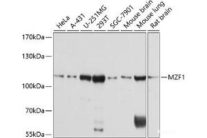 Western blot analysis of extracts of various cell lines using MZF1 Polyclonal Antibody at dilution of 1:1000. (MZF1 antibody)