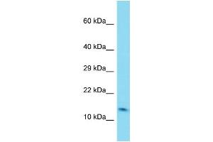 Host: Rabbit Target Name: C6orf1 Sample Type: Fetal Lung lysates Antibody Dilution: 1. (C6ORF1 antibody  (N-Term))