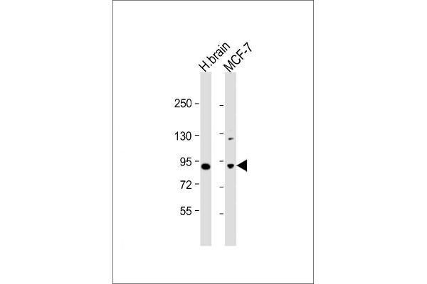 MAPK8IP1 antibody  (C-Term)