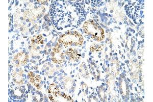 CDC25B antibody was used for immunohistochemistry at a concentration of 4-8 ug/ml to stain Epithelial cells of renal tubule (arrows) in Human Kidney.