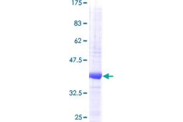 NRN1 Protein (AA 1-142) (GST tag)