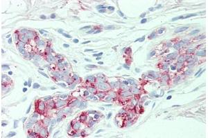 Anti-SLC4A2 antibody  ABIN1049340 IHC staining of human breast. (SLC4A2 antibody  (N-Term))