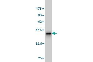 Western Blot detection against Immunogen (36. (DAZ1 antibody  (AA 21-120))