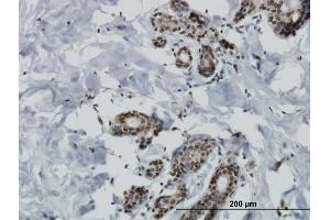Immunostaining (ISt) image for anti-Mitogen-Activated Protein Kinase Kinase Kinase Kinase 4 (MAP4K4) (AA 611-710) antibody (ABIN564078)