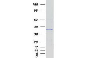 Validation with Western Blot (NOXO1 Protein (Transcript Variant B) (Myc-DYKDDDDK Tag))