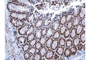 IHC-P Image NRF1 antibody detects NRF1 protein at nucleus on mouse colon by immunohistochemical analysis. (NRF1 antibody)