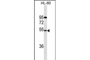 FKRP Antibody (C-term) (ABIN1536611 and ABIN2843847) western blot analysis in HL-60 cell line lysates (35 μg/lane). (FKRP antibody  (C-Term))