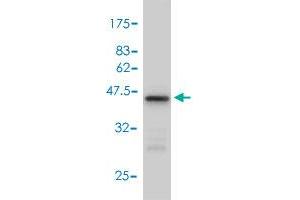 Western Blot detection against Immunogen (42. (UBE2N antibody  (AA 1-152))